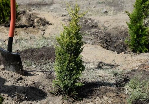 100 тысяч деревьев по случаю 100-летнего юбилея АДР  - Акция
