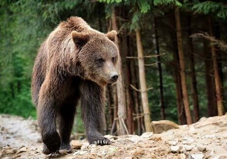 В Шахдагском национальном парке застрелен медведь из «Красной книги»