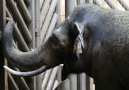 В Индии открылся дом престарелых для слонов
