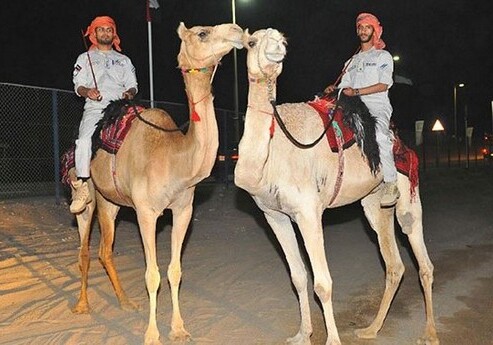 В полиции Абу-Даби появились патрули на верблюдах