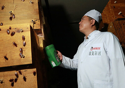 Китайцы превратили тараканов в доходный бизнес