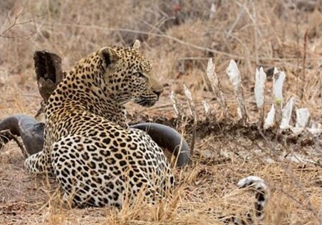 В Индии леопард утащил из дома трехлетнего ребенка