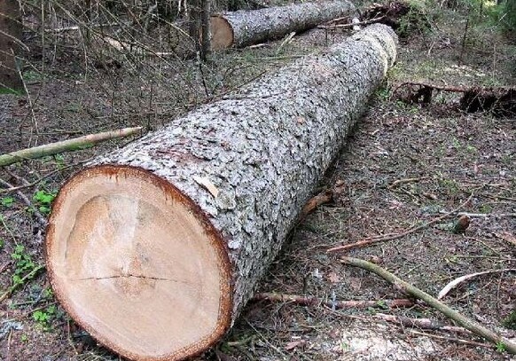 Срубленное дерево насмерть придавило жителя Загатала