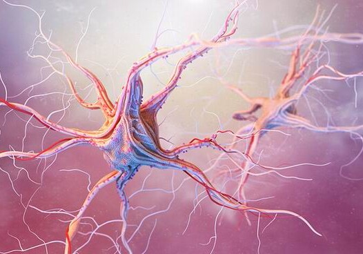 Ученые смогли преобразовать клетки крови в стволовые клетки нервной системы 