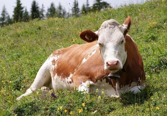 В Азербайджане корове сделали кесарево сечение (Видео)