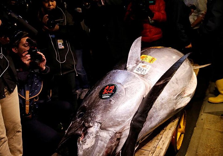 Голубого тунца продали на аукционе в Токио за рекордные $3,1 млн