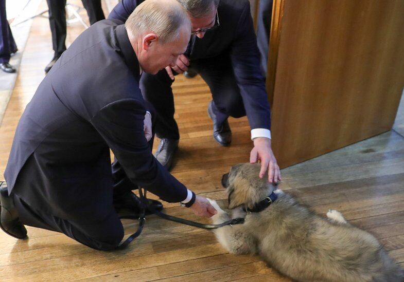 Президент Сербии подарил Путину новую собаку - Какие еще животные у него есть? (Фото)