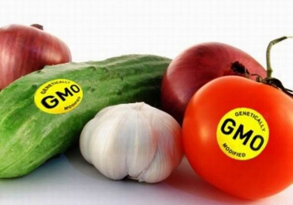С чем едят ГМО?