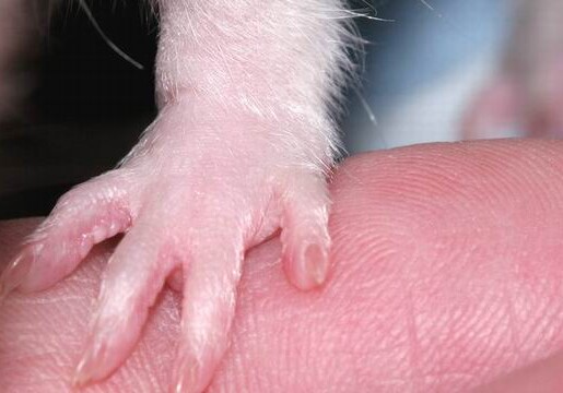 Мышам отрастили ампутированные пальцы