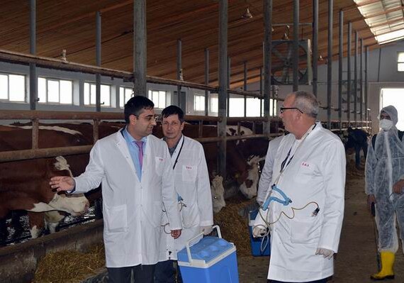 В Азербайджане проводится массовая вакцинация скота (Фото)