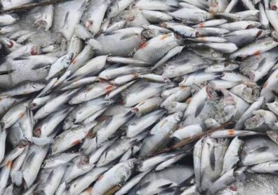 В Германии на поверхность всплыли тысячи мертвых безголовых рыб (Фото-Видео)