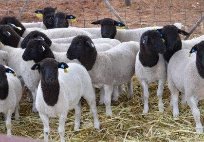 Азербайджан планирует закупать овец в Южной Африке – Минсельхоз