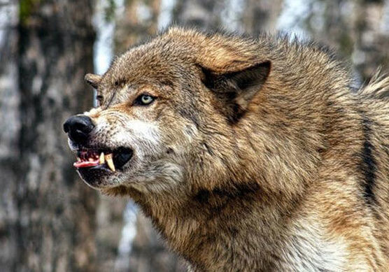 В Азербайджане объявили охоту на волков