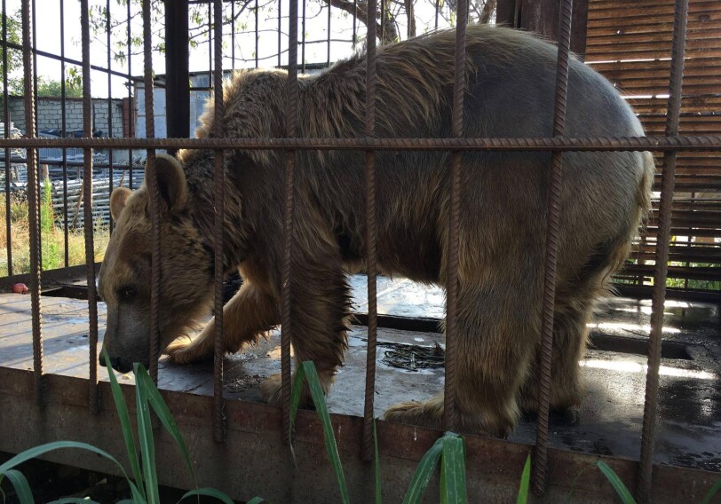 В Азербайджане содержавшийся в клетке бурый медведь будет выпущен в дикую природу