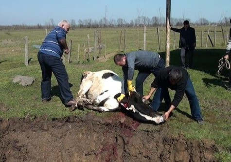 В Азербайджане выявлен опасный вирус у коров (Фото)