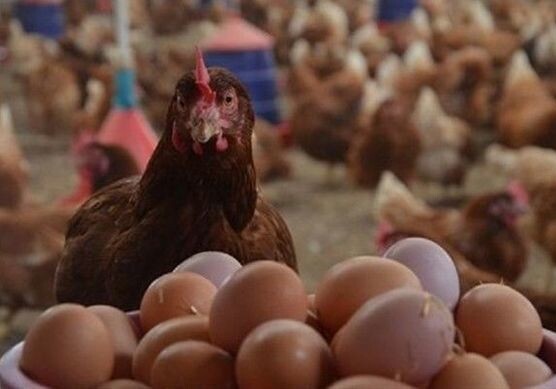 OBA маркет о продаже яиц «из будущего»