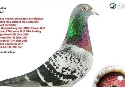 В Бельгии почтового голубя продали за 1,25 млн евро