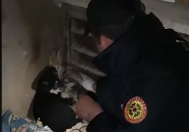 «Спасибо, что вы есть»: сотрудники МЧС Азербайджана спасли собачье семейство в Баку (Видео) 