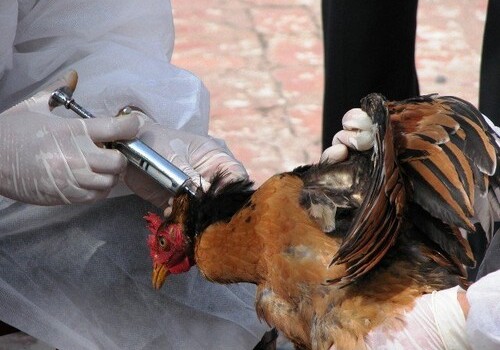 В Азербайджане усилены меры из-за «птичьего гриппа» в Иране