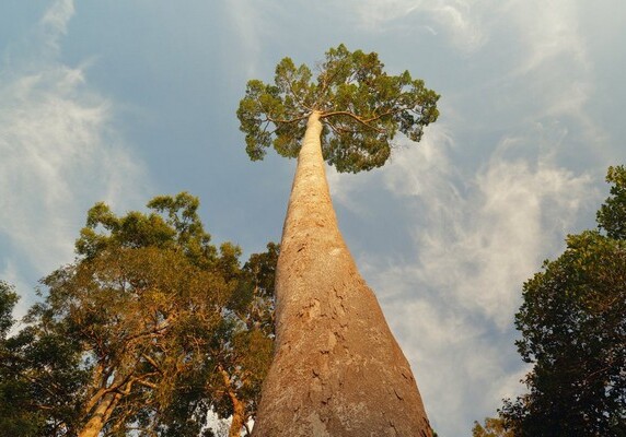 В Малайзии найдено самое высокое в мире дерево