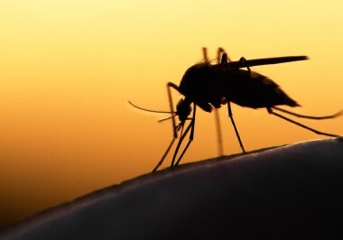 Ученые нашли музыку, которая может отпугивать комаров