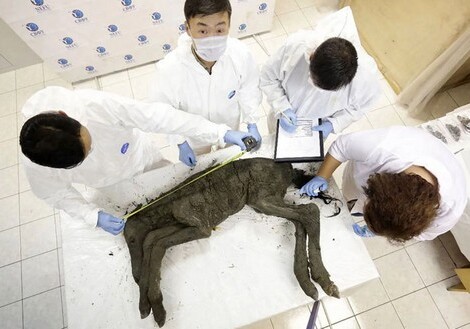 В Якутии клонируют жеребенка, умершего 42 тыс. лет назад