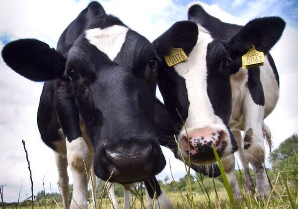 Британские коровы протестировали сеть 5G