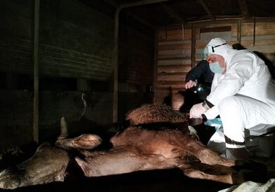 У жителя Товузского района изъято 150 кг непригодного для употребления мяса (Фото)