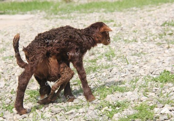 В Гобустане родился восьминогий ягненок (Фото-Видео)