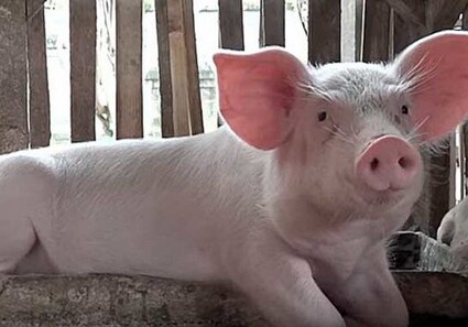 Ученые частично оживили мозг свиньи через 4 часа после ее смерти