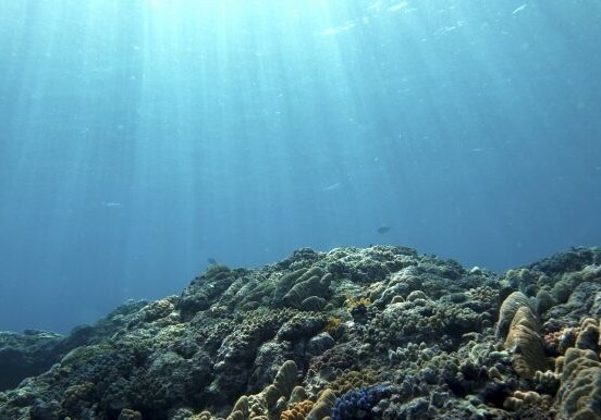 Ученые нашли в Мировом океане 200 тысяч различных групп вирусов
