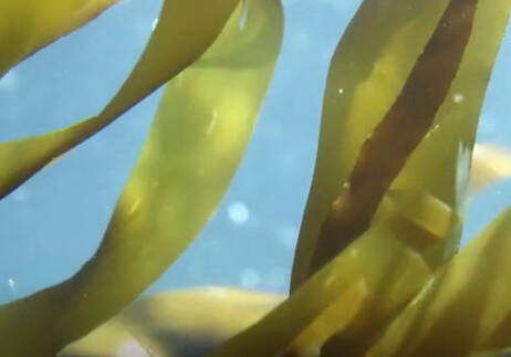 Капсулы из морских водорослей заменят пластик