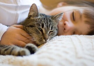 Названы болезни, которые может вылечить домашняя кошка