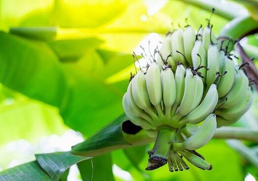 Изменение климата на Земле ускорило распространение банановой болезни