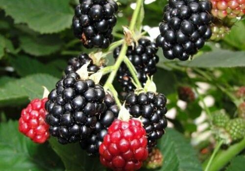 В Азербайджане будут выращивать высокоурожайные британские сорта ягод (Фото)