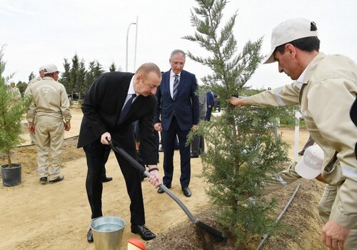 Президент Ильхам Алиев принял участие в акции по посадке деревьев (Фото-Обновлено)