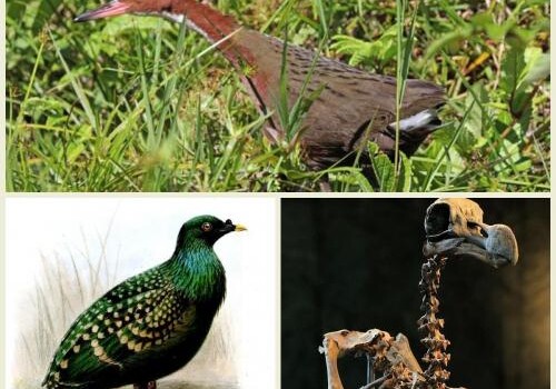 Восстала из мертвых: Ученые обнаружили птицу, которая вымерла 136000 лет назад