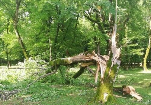 В Исмаиллы сильный ветер повалил более 100 деревьев (Фото)