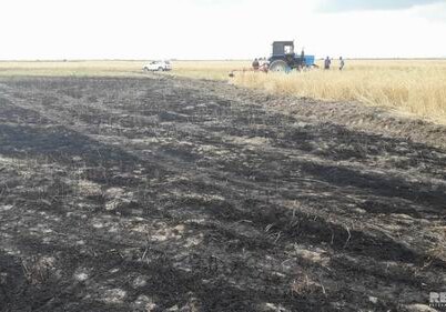 В Кюрдамире неисправный комбайн привел к пожару на зерновом поле (Фото)
