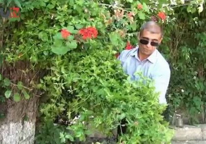 Масаллинец вырастил на тутовом дереве 60 разных цветов (Видео)