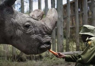 Вымирающий северный белый носорог родится от умершего самца
