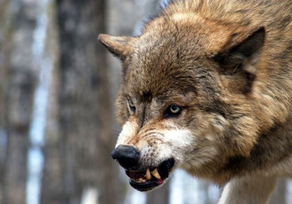 Тяжело покусанного волком подростка доставили из Огуза в Баку