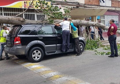 В Баку сильный ветер повалил дерево на автомобиль (Фото)