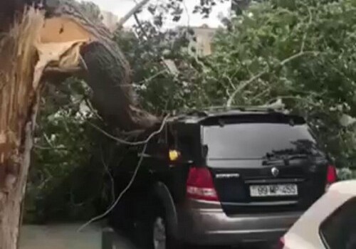 Сильный ветер повалил в Баку 15 деревьев (Фото-Видео)