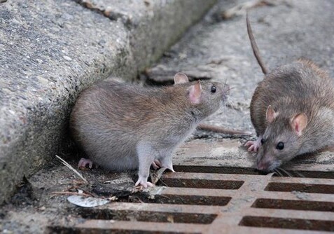 В Барселоне провели первую «перепись» крыс