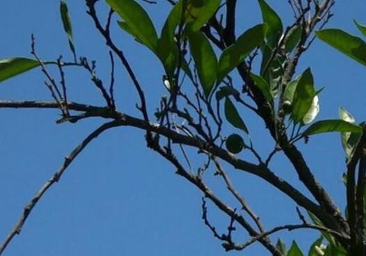 В Астаре массово засыхают цитрусовые деревья (Видео)