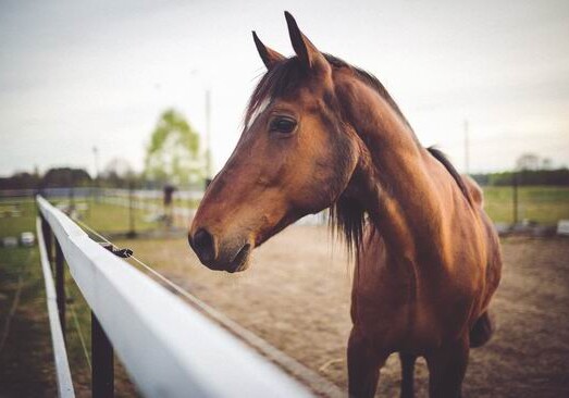 Азербайджан будет экспортировать лошадей в развитые европейские страны