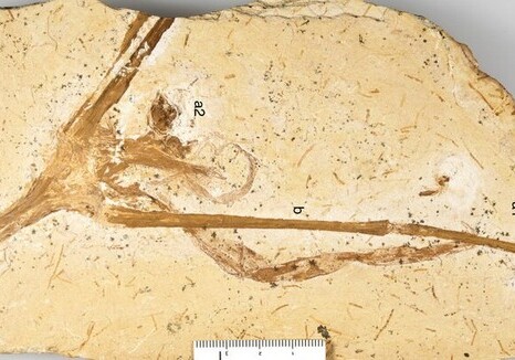 Лилию возрастом 115 млн лет обнаружили в Бразилии