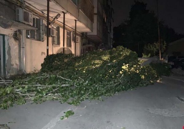 Сильный ветер повалил около 20 деревьев в Баку (Фото-Видео)