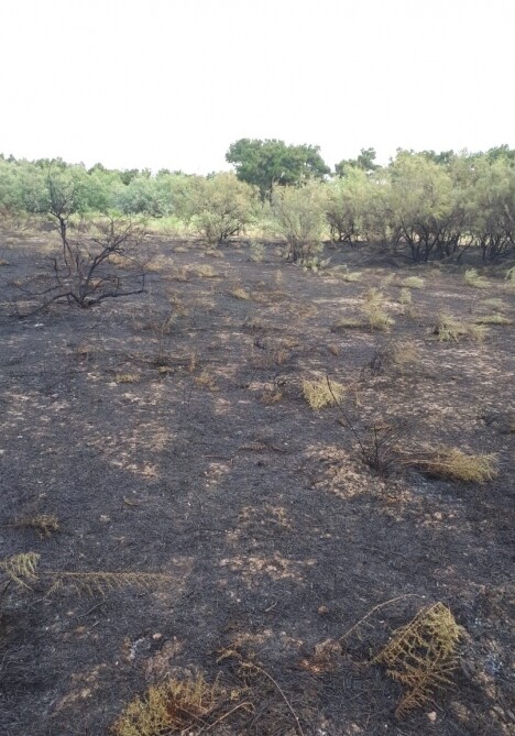 В результате пожара в лесничестве Джырдахан на территории 4,3 га сгорели сухостой и кустарники (Фото)